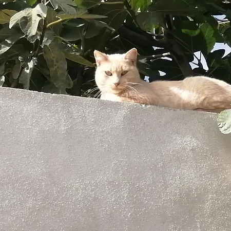 Gospodarstwo agroturystyczne Casa Dos Sonhos Glamping *